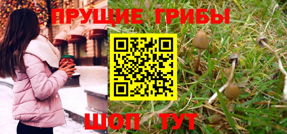 Псилоцибиновые грибы Psilocybe Казань